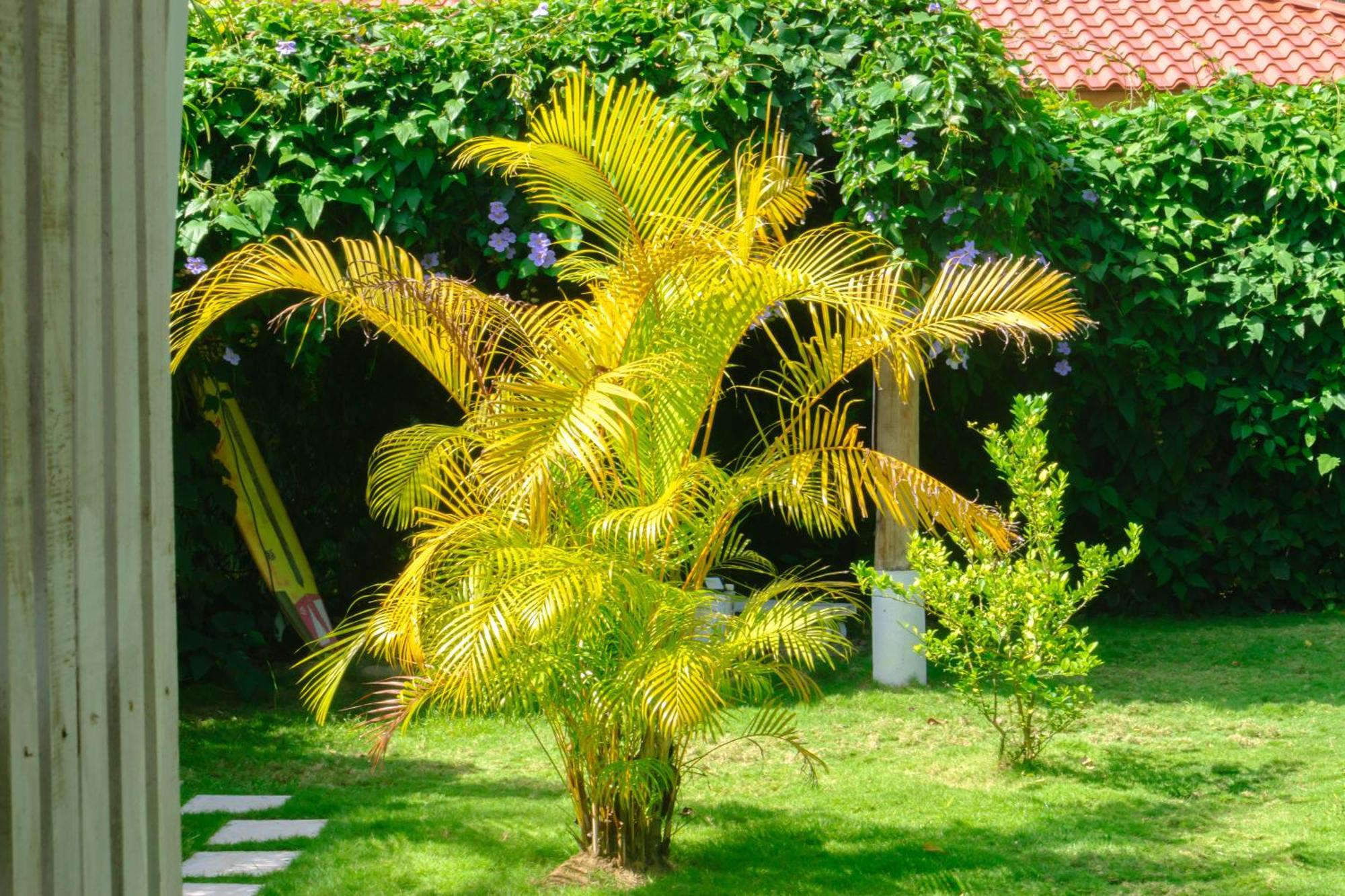 Olivia Del Caribe Suite Puerto Viejo de Talamanca Exterior photo